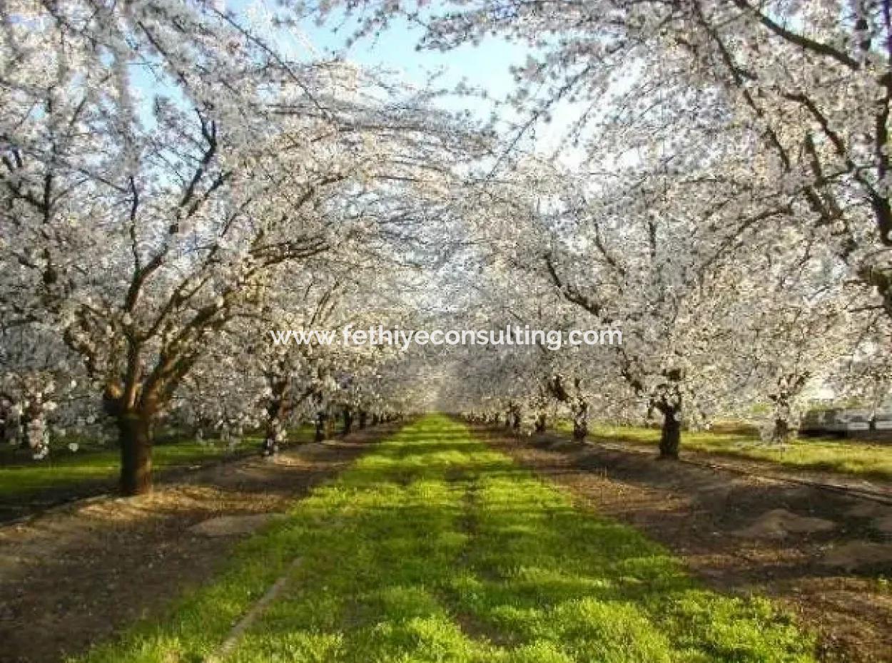Garten Zum Verkauf In Mugla Region 880000M2 Nussbaum
