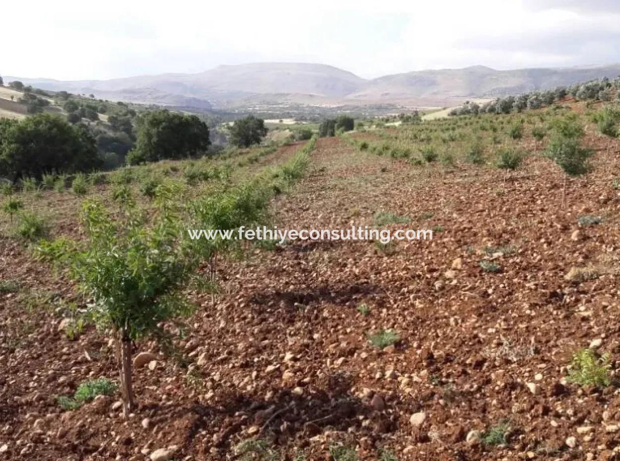 Garten Zum Verkauf In Mugla Region 880000M2 Nussbaum