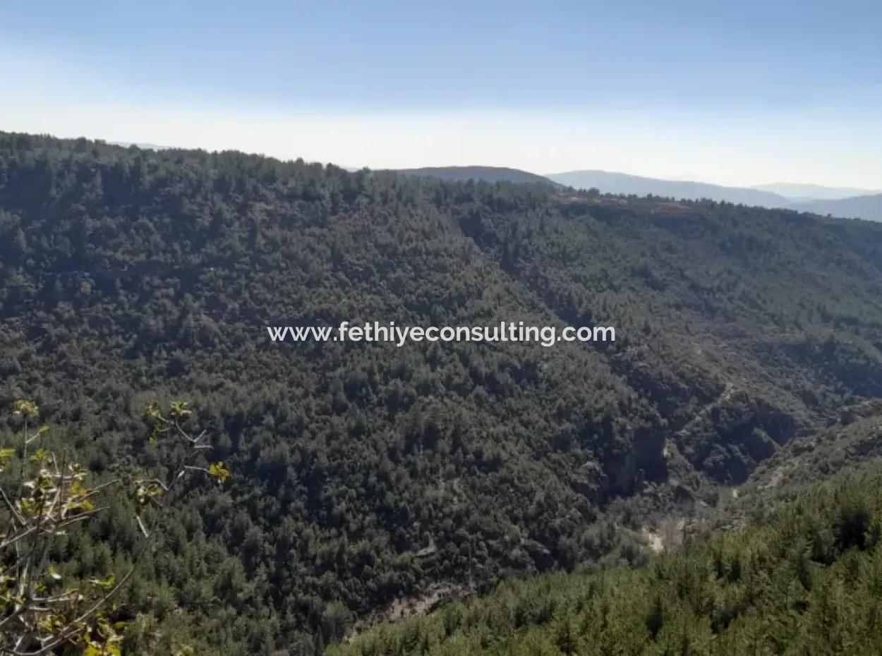 The 200000M2 Almond Garden Is For Sale In The Center Of Mugla.