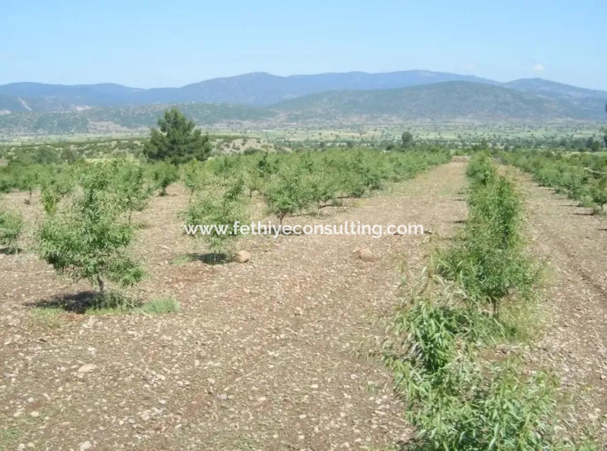 Muğla Bölgesinde 880000M2 Satılık Ceviz Bahçesi