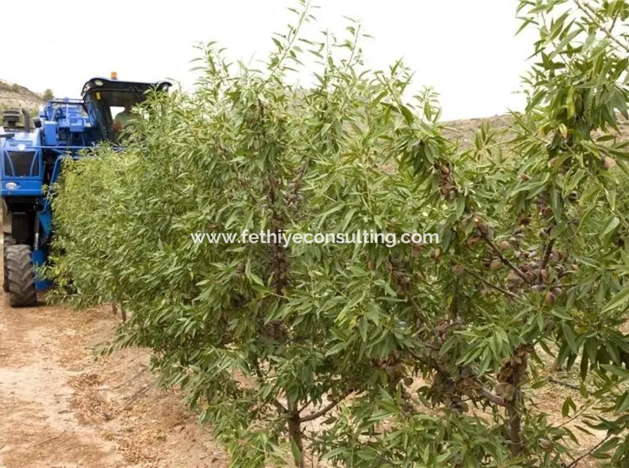 Muğla Bölgesinde 880000M2 Satılık Ceviz Bahçesi
