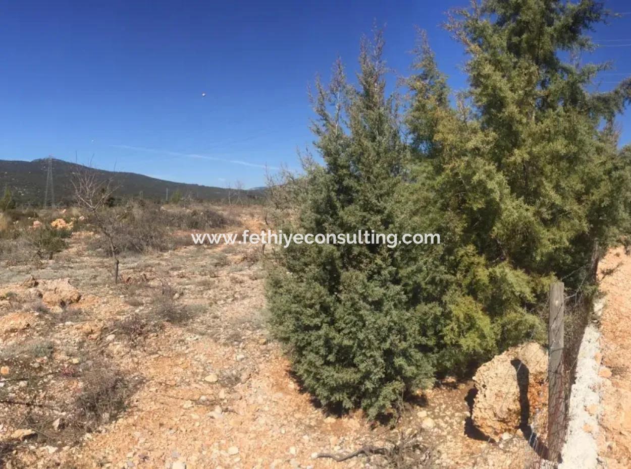 Muğla Merkezinde 200000M2 Badem Bahçesi Satılıktır.